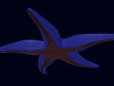 Starfish Sea star Asteroidea 3D model