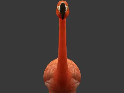 Flamingo Low-poly 3D model