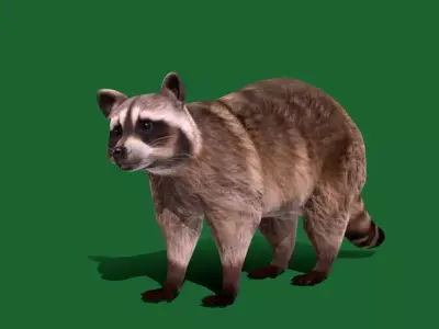 Common Raccoon Mammal Free 3D model