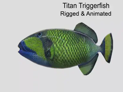Titan Triggerfish Realistic Animated Low-poly 3D model