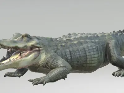 Florida Swamp Alligator 3D model
