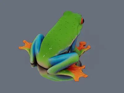 Tree frog Low-poly 3D model