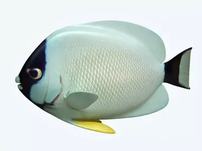 Masked Anglefish 3D model