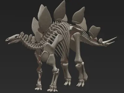 Stegosaurus Skeleton 3D 3D model