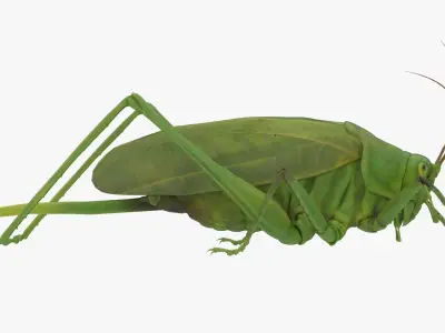 Lifelike Katydid Low-poly 3D model