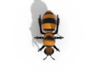 Bee Insect 3D model  3D model