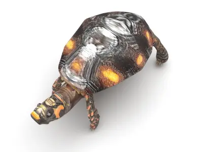 Turtle 3D model