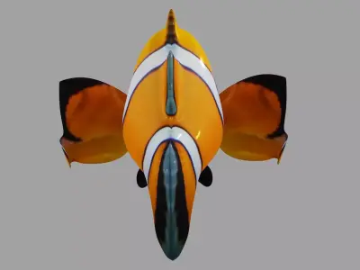 Clownfish OBJ and Blender 3D model
