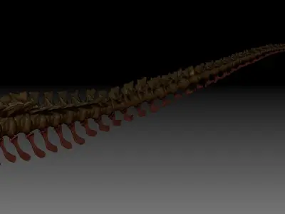 TRex Tail Set Skeletons 3D model