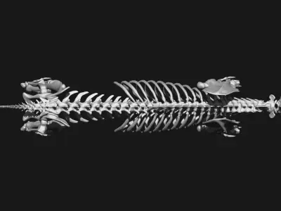 Tiger Skeleton 3D model