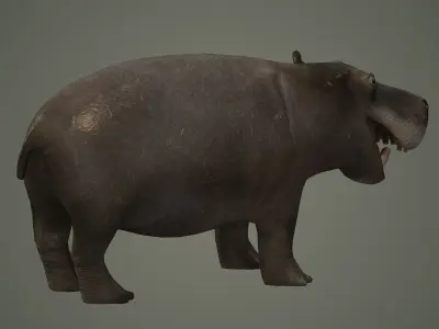 hippopotamus african animal mammal wild hipopotamo 3D model