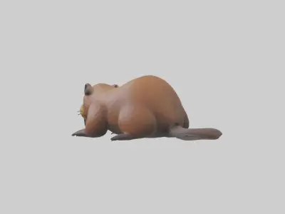 Lying Beaver Model 1 Low-poly 3D model