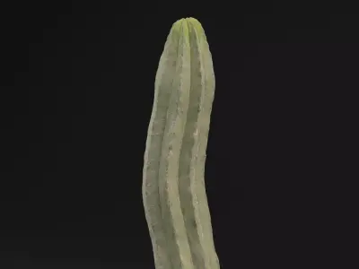 Cactus Plant Low-poly 3D model