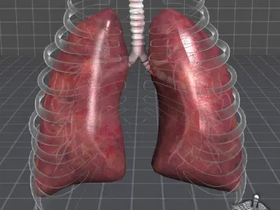 Lungs Anatomy 3D model