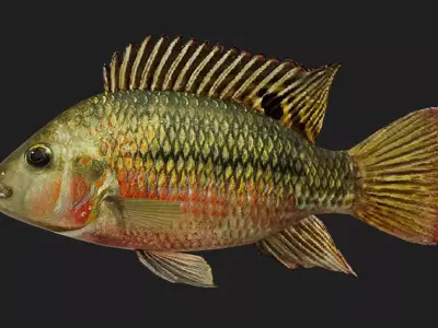 Cichlid Low-poly 3D model