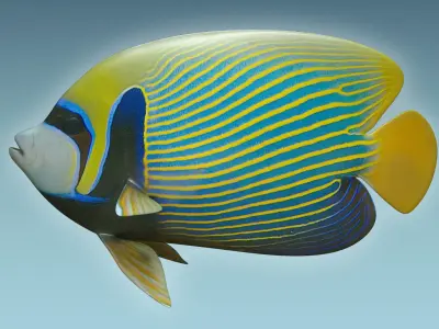 Emperor Angle Fish 3D model