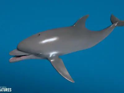 Sea Creatures - Shark dolphin stingray and turtle 3D model