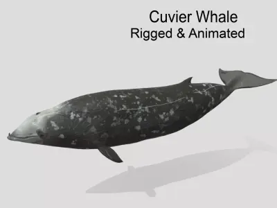 Cuvier Whale - Animated  Low-poly 3D model