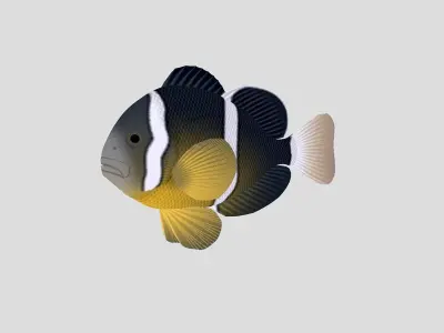 Fish Collection 04 Low-poly 3D model