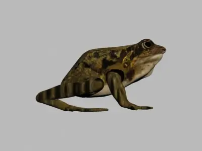 FROG LOW POLY Low-poly 3D model