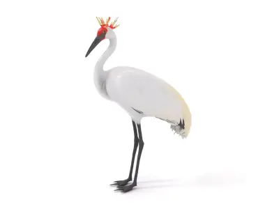 Elegant Crowned Crane model pack Low-poly 3D model