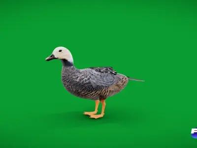 Emperor Goose Bird Low-poly 3D model