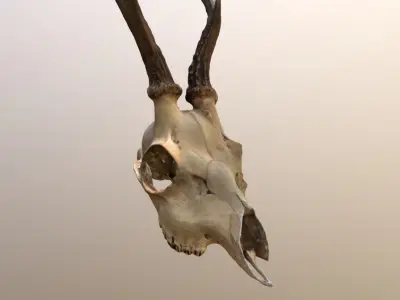 Roe Deer Skull Scan 3D model