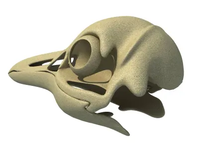 Detailed Penguin Skull 3D model