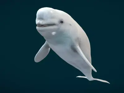 Beluga Whale Animated Low-poly 3D model