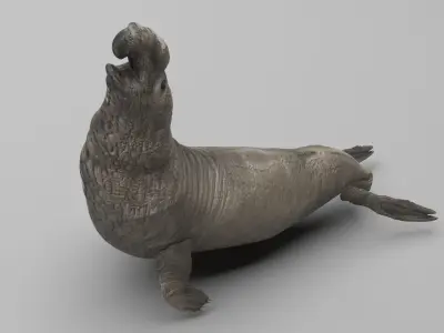 Elephant Seal 3D model