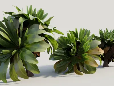Asplenium nidus a 3D model