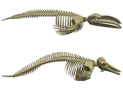 Detailed Whale and Dolphin Skeleton 3D model