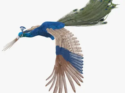 Peacock Peafowl Bird Rigged 3D model