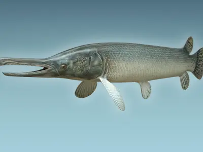 Aligator Gar Fish 3D model
