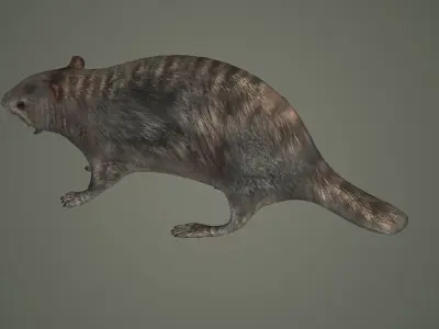 animal mammal groundhog rodent beaver squirrel  3D model