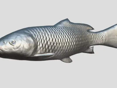 Carp Realistic Animated Low-poly 3D model