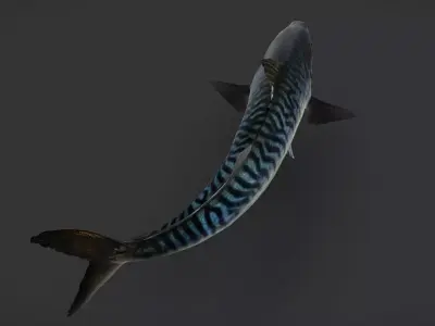Realistic Mackerel Animated 3D model