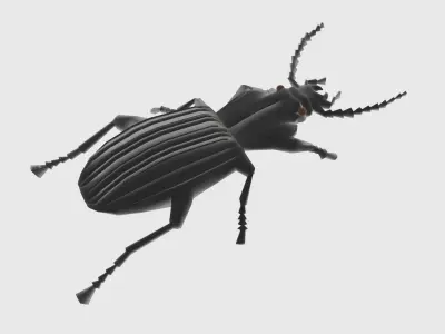 Low Poly Beetle Low-poly 3D model