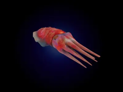 Cuttlefish Rigged Animated 3D model