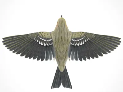 3D Bird Pack Blackpoll Warbler Male and Female Low-poly 3D model