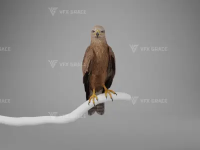 Black Kite Animation -  Blender 3D model