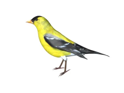 American Goldfinch Low-poly 3D model