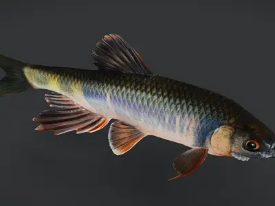 Dark Chub Fish - Zacco Platypus Animated 3D model