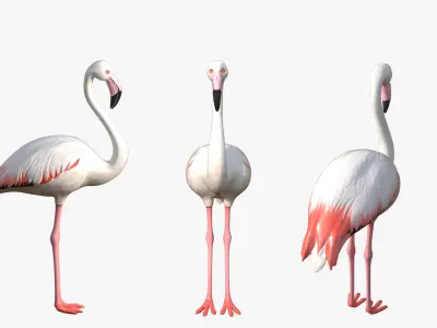 White Flamingo Low-poly 3D model