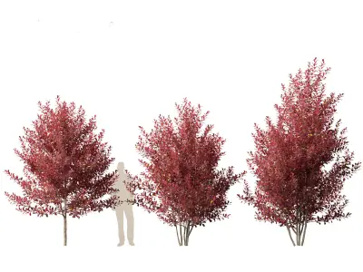 Prunus virginiana - Chokecherry 02 3D model