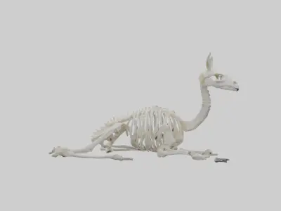 Lying Skeleton Alpaca 1 Low-poly 3D model