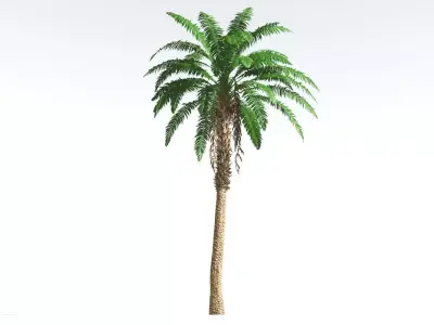 EVERYPlant African Oil Palm 4 --16 Models-- 3D model
