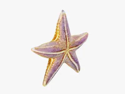 Starfish Free 3D model