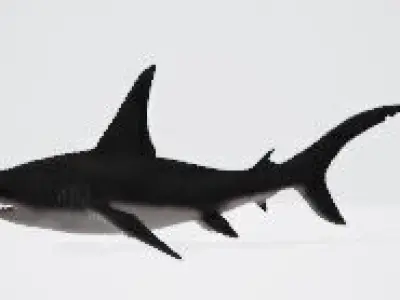3D Hammerhead Shark Low-poly 3D model