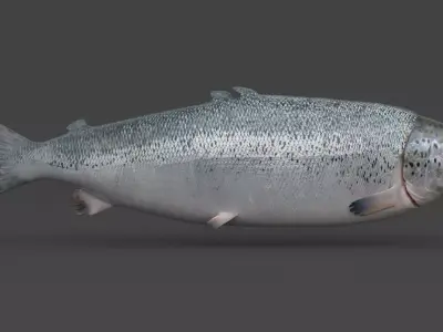 Salmon Fish 3D model